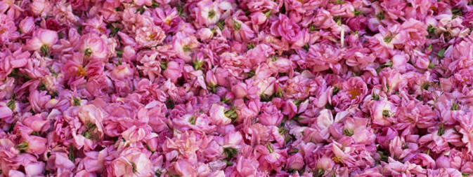 Sweet-smelling Rose Festival of Morocco