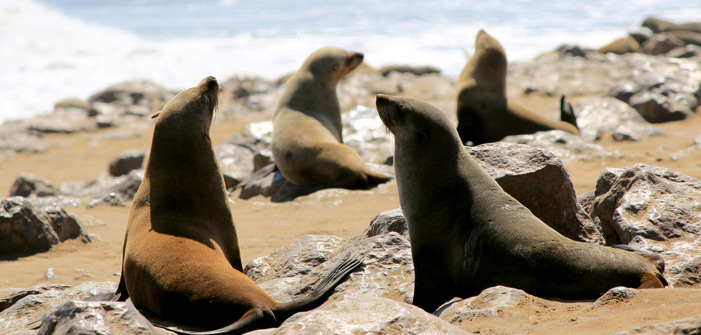 Walvis Bay can be your regular holiday spot