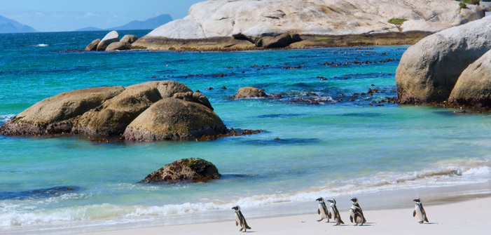 the-boulders-beach-western-cape